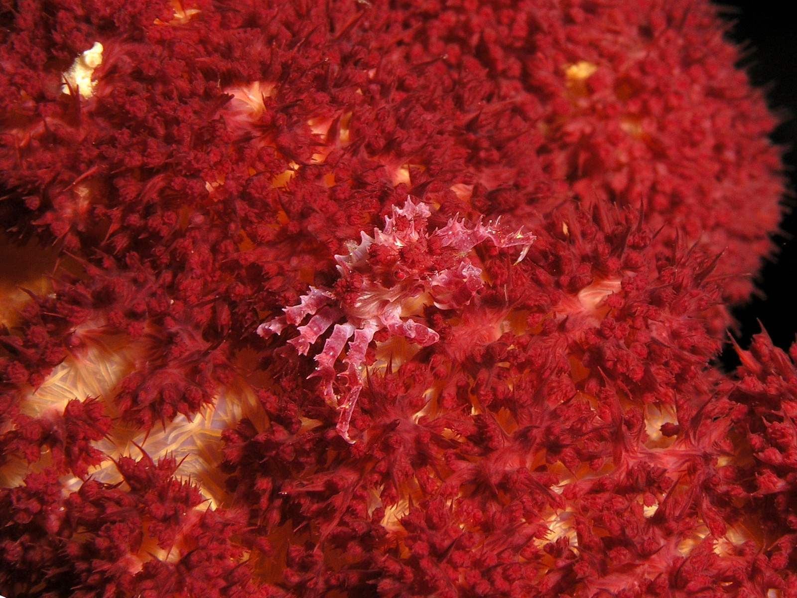 Soft Coral Camuflage