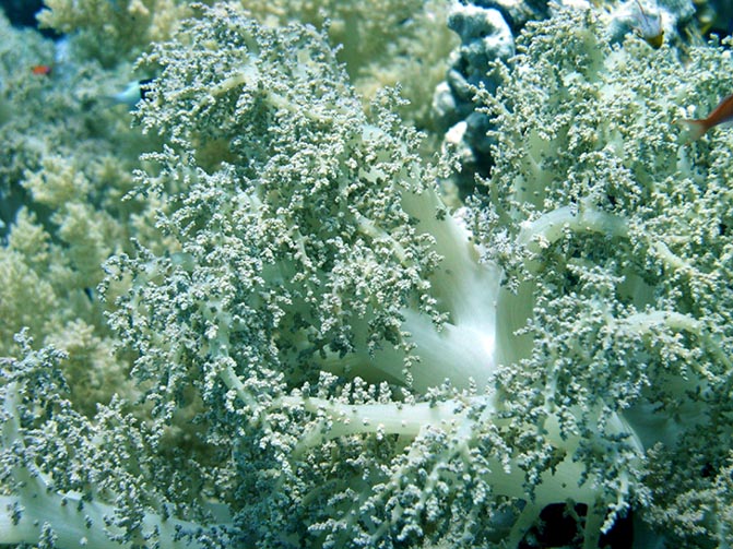 Soft coral close-up