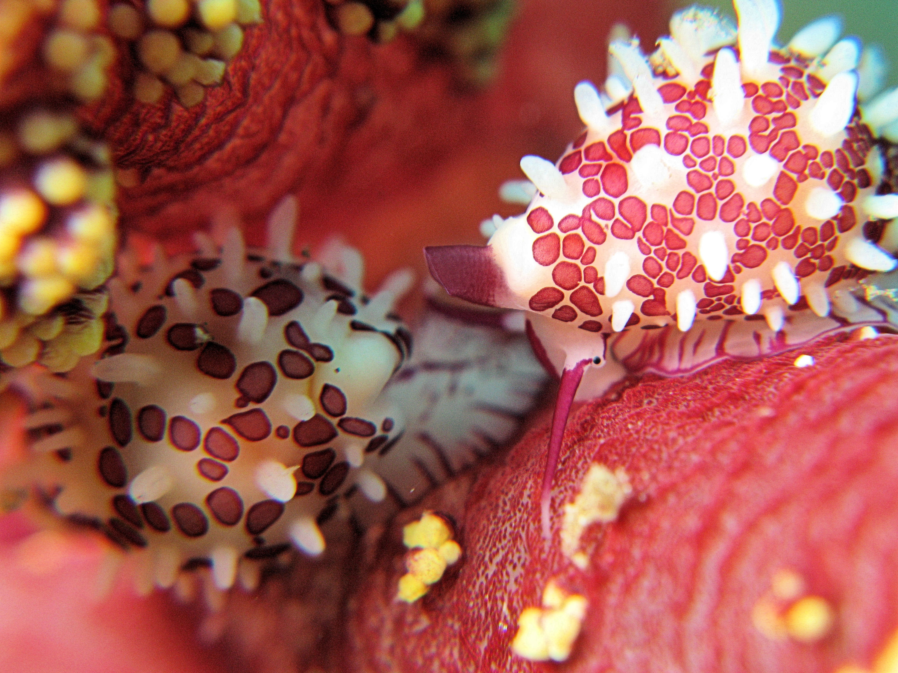 Soft coral cowries