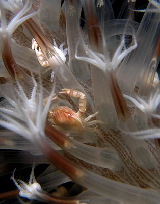 Soft Coral Crabs