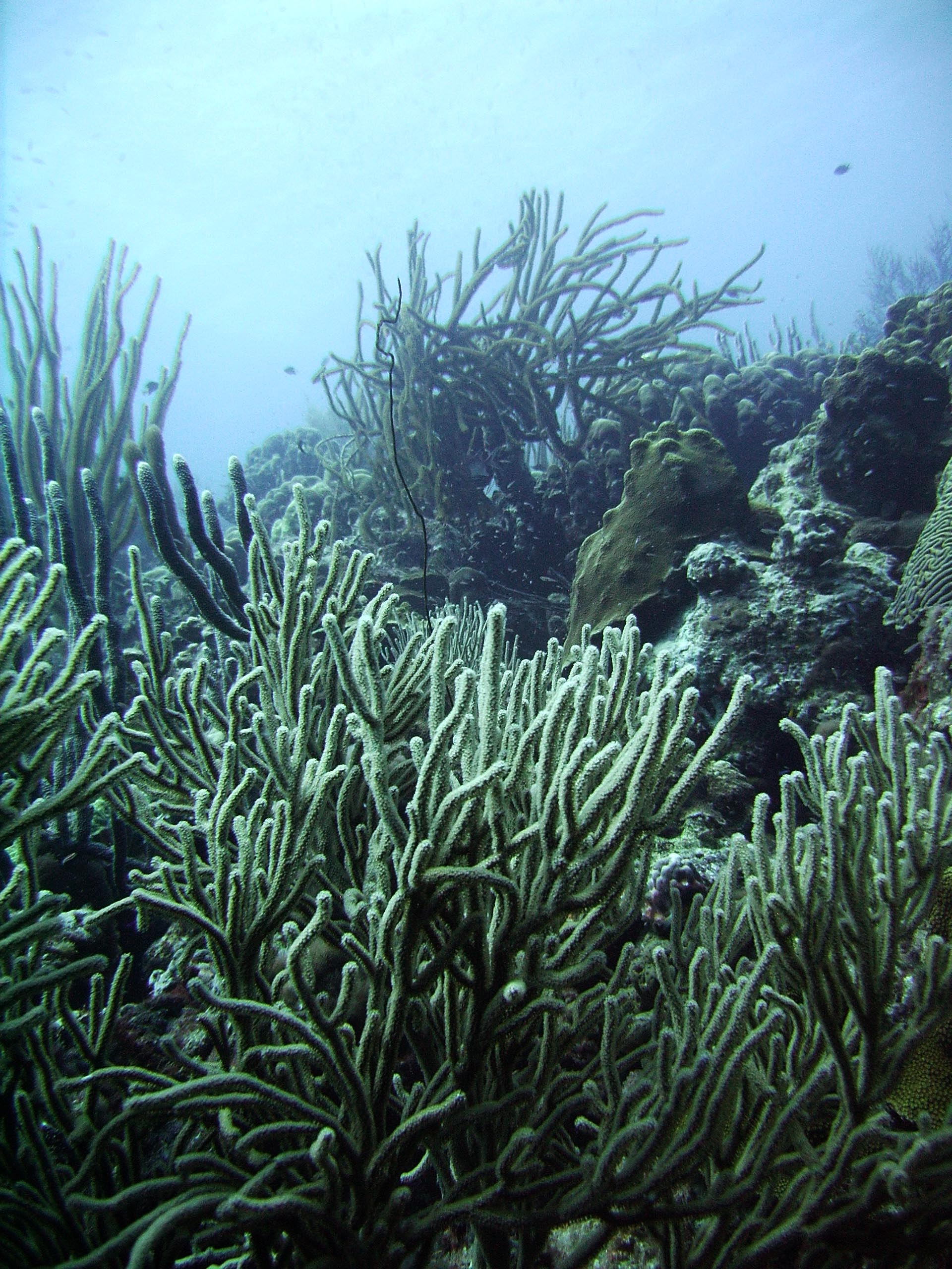 Soft coral forest