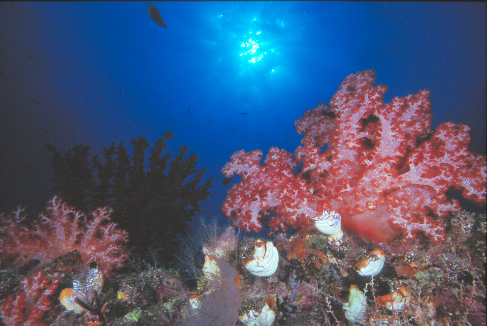 Soft Coral in PNG