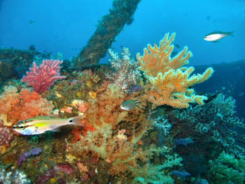 soft coral on chinsen