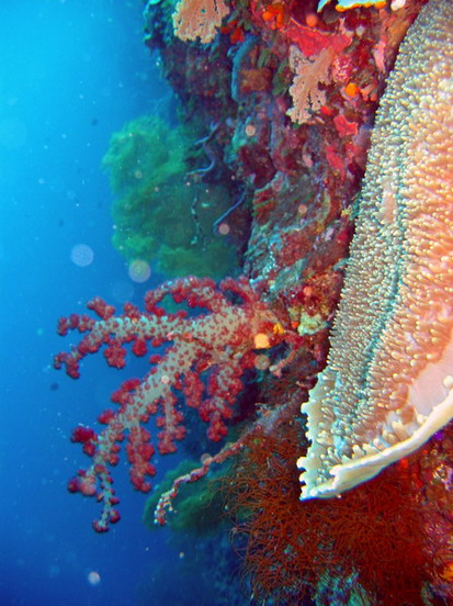 Soft Coral on Negamalis Wall