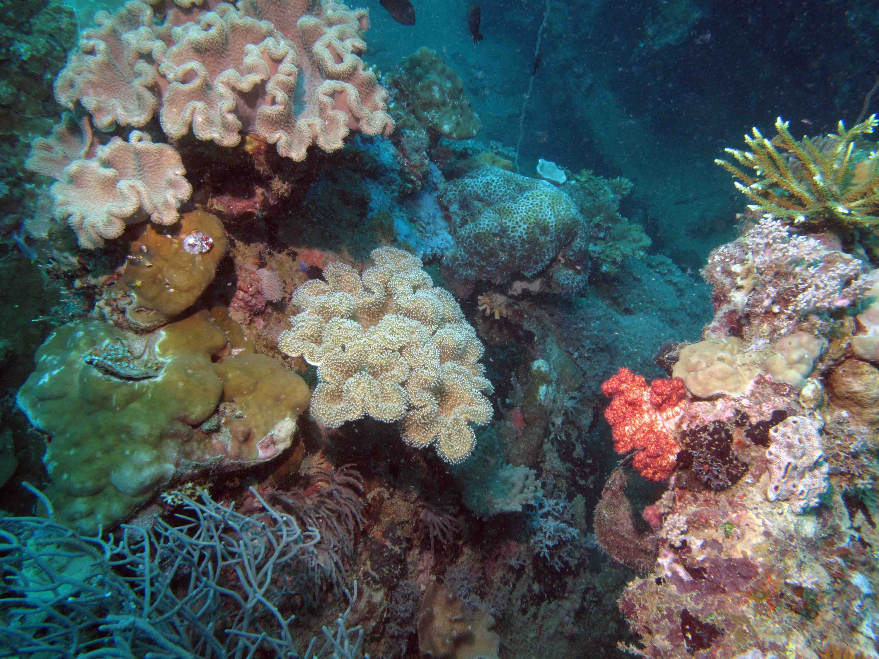 Soft coral on the wreck