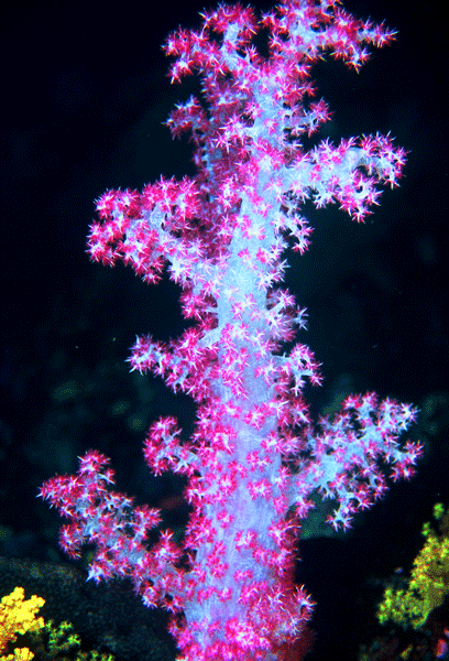 Soft-Coral-Palau