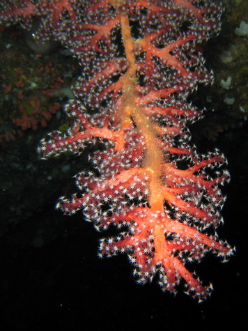 Soft Coral - Pink