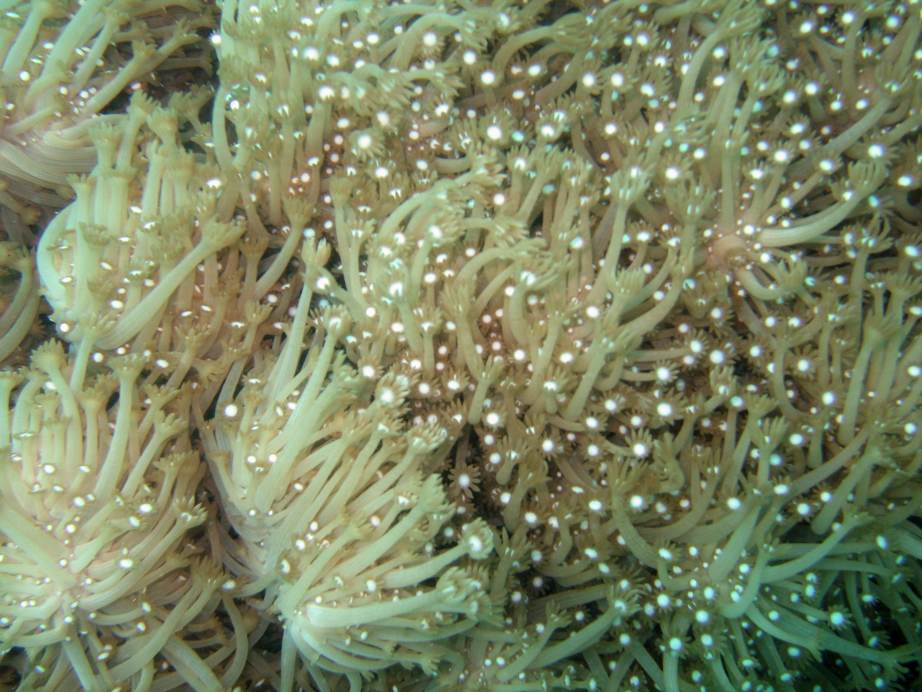 soft coral spawning