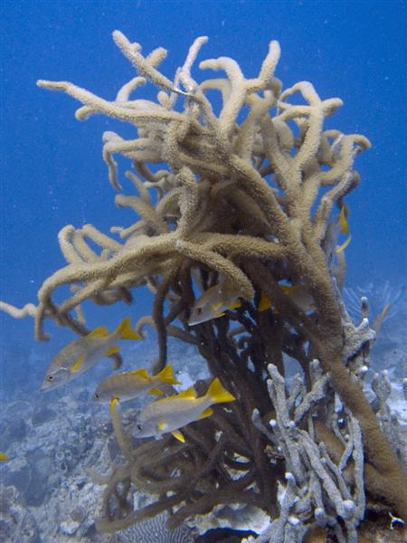 Soft coral with a number of schoolmasters