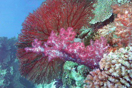 Soft Coral with a Sea Fan