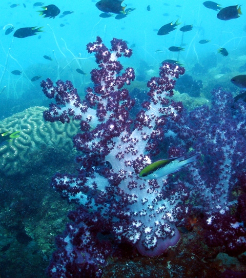 soft Coral Yongala wreck