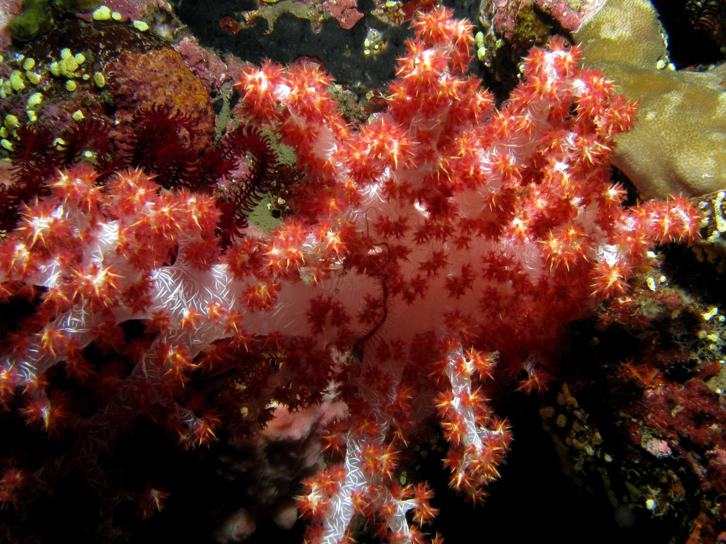 Soft coral