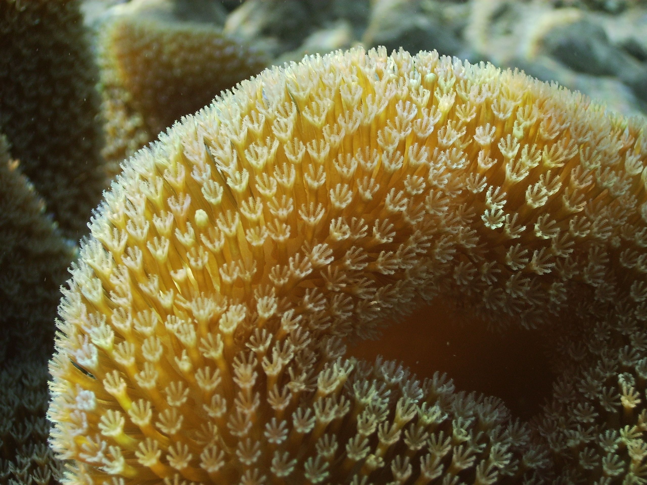 Soft coral