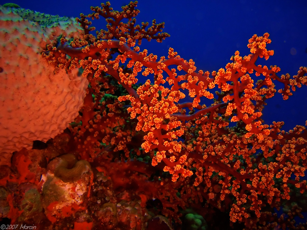 soft coral