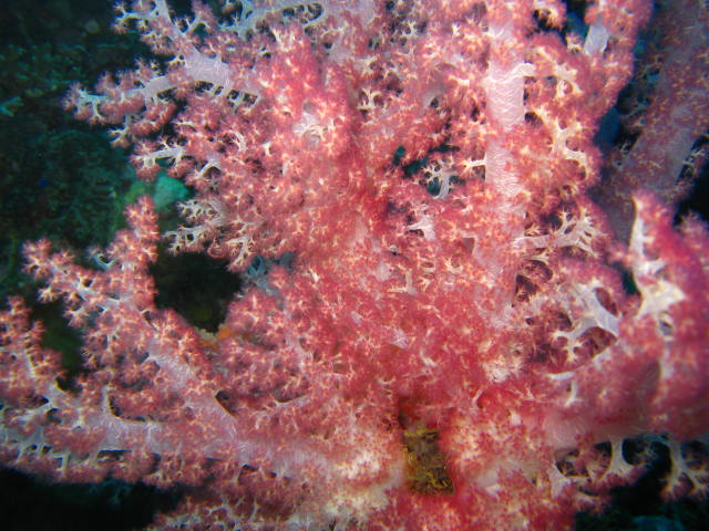 soft coral