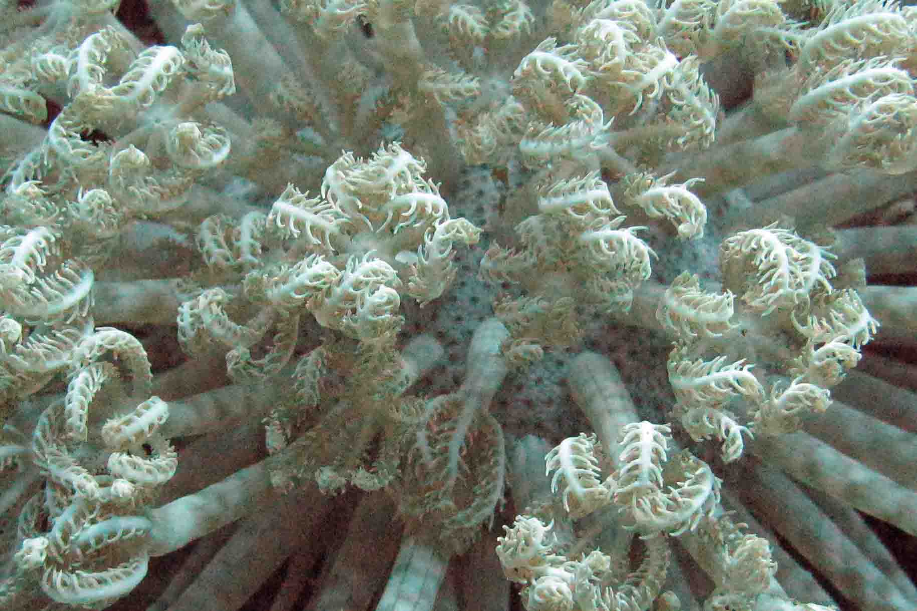 soft coral