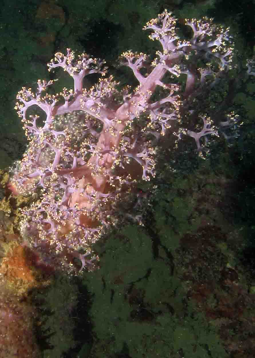 Soft coral