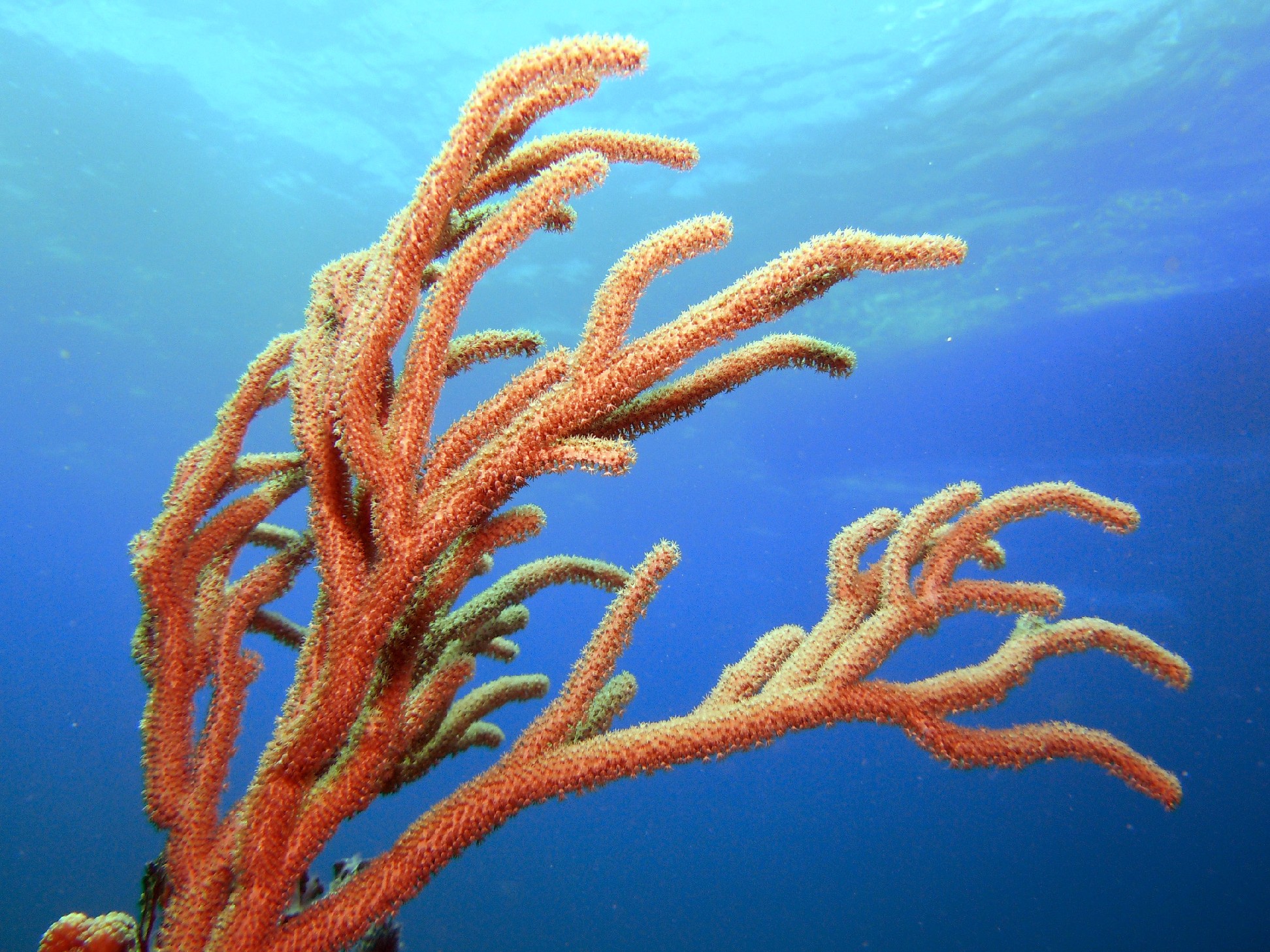 Soft Coral