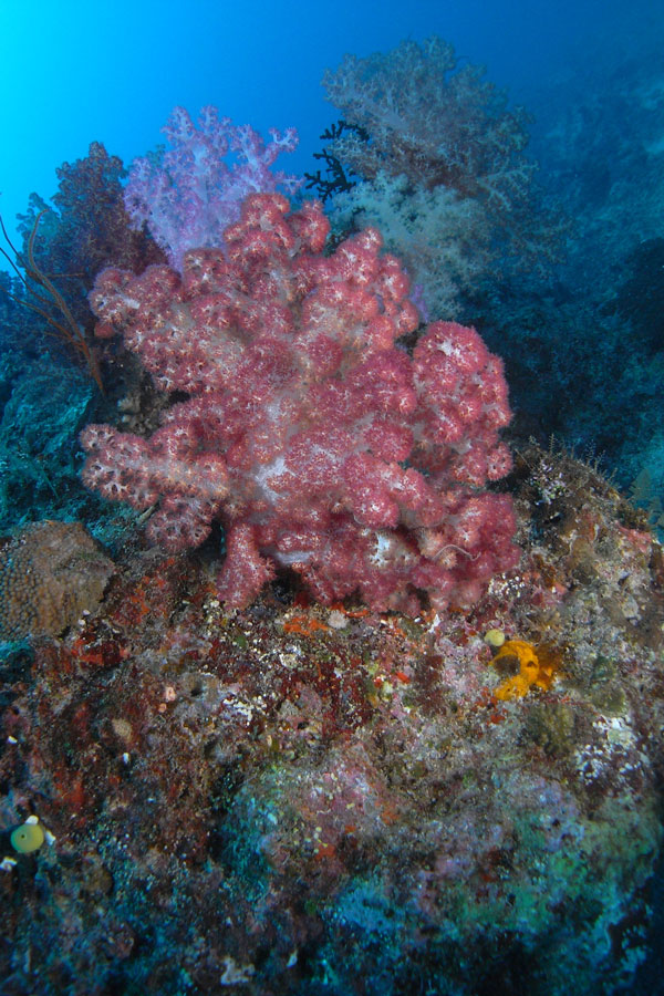 Soft Coral