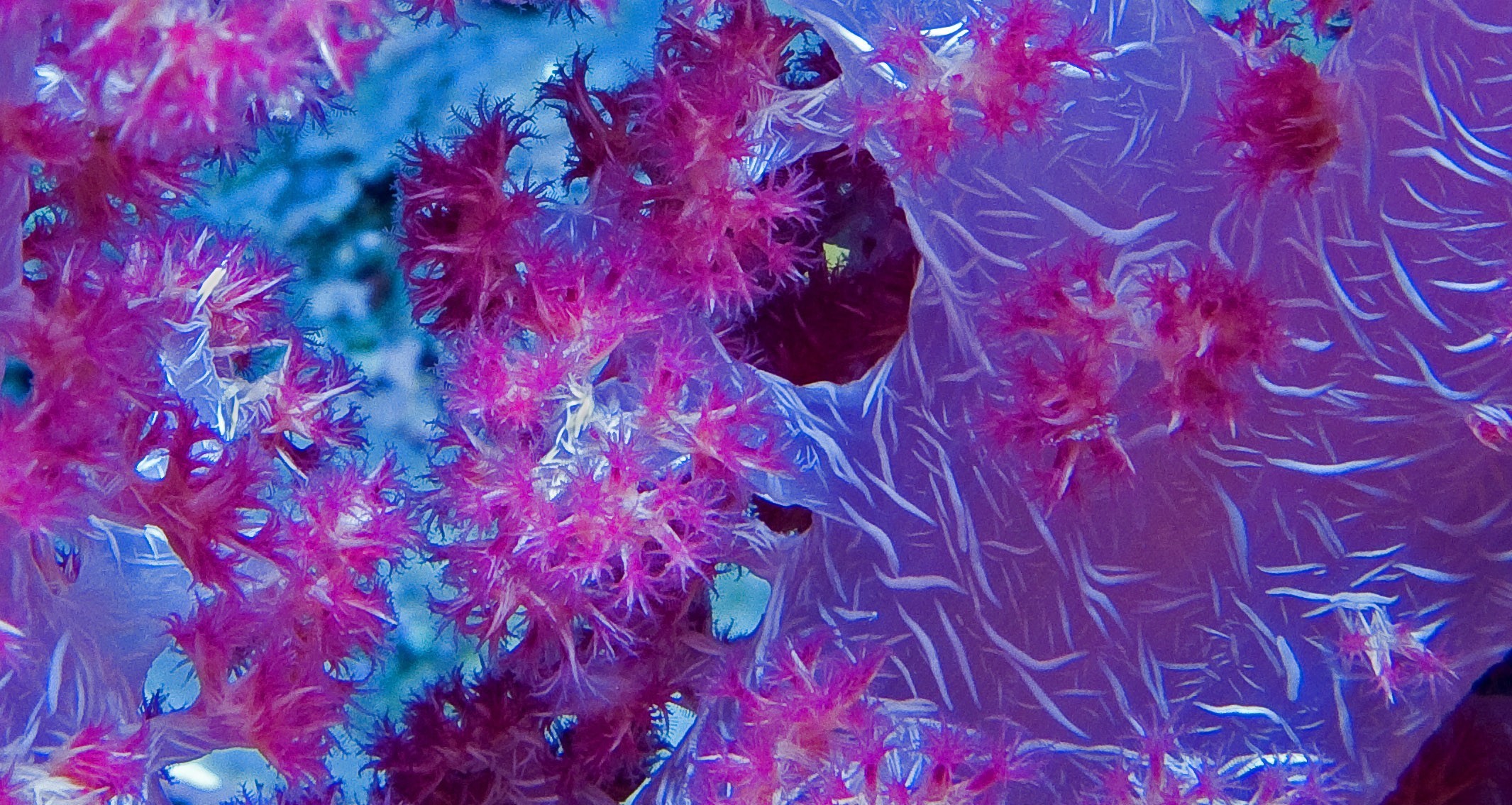 Soft Coral