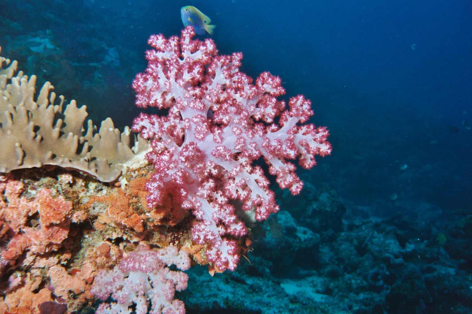 Soft Coral