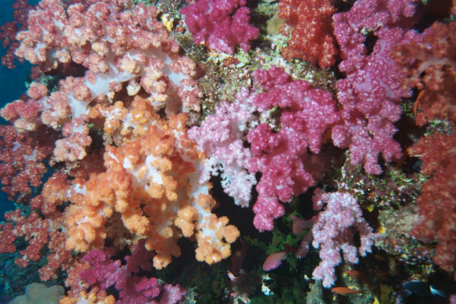 Soft Coral