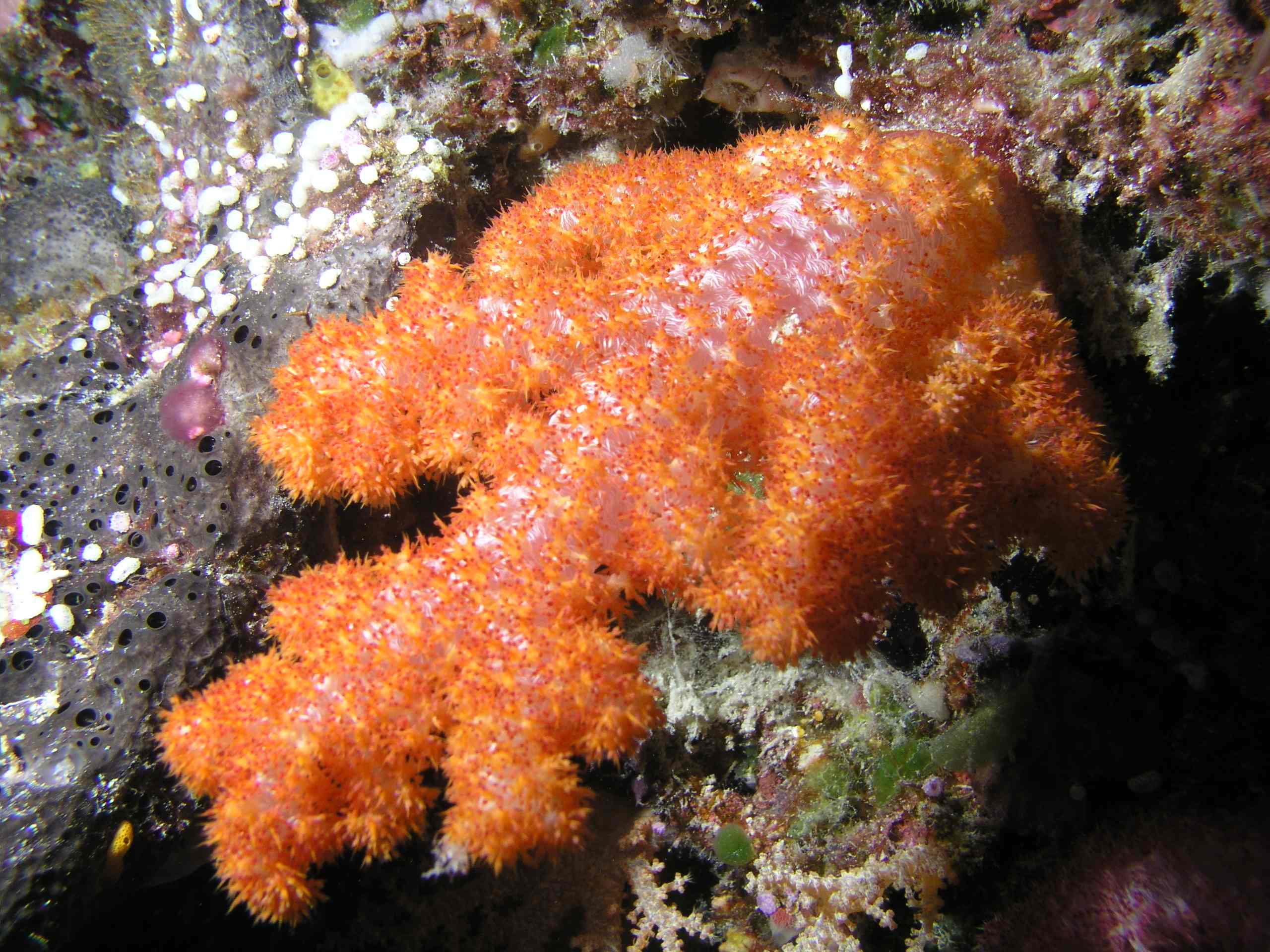 Soft Coral