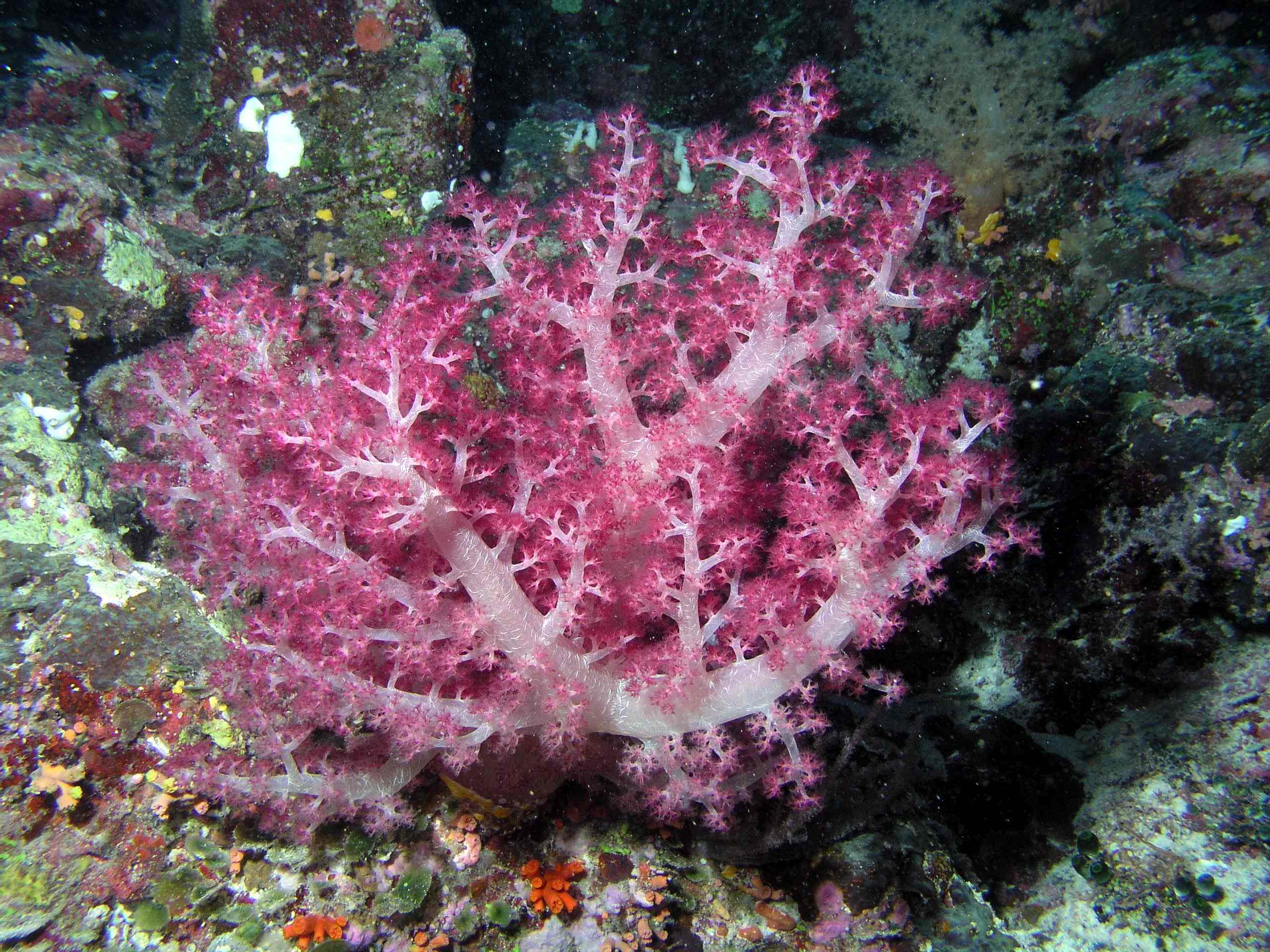 Soft Coral