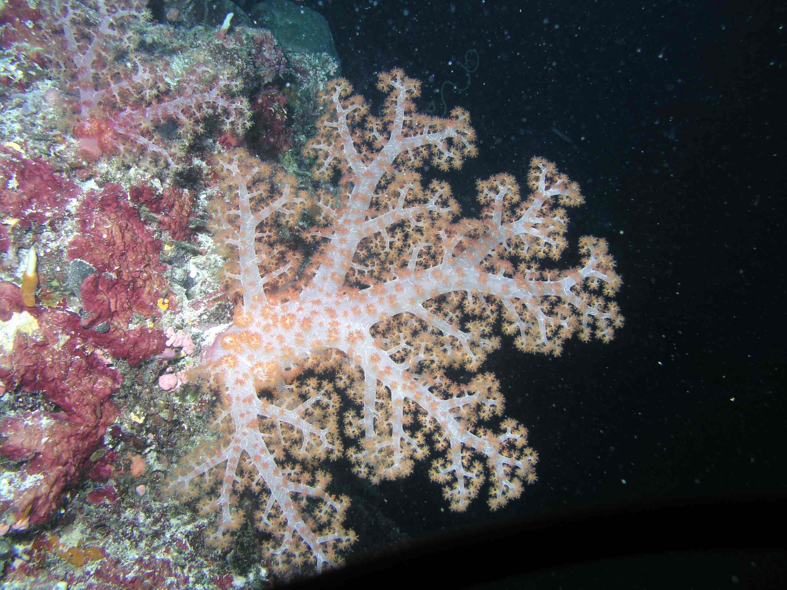 Soft Coral