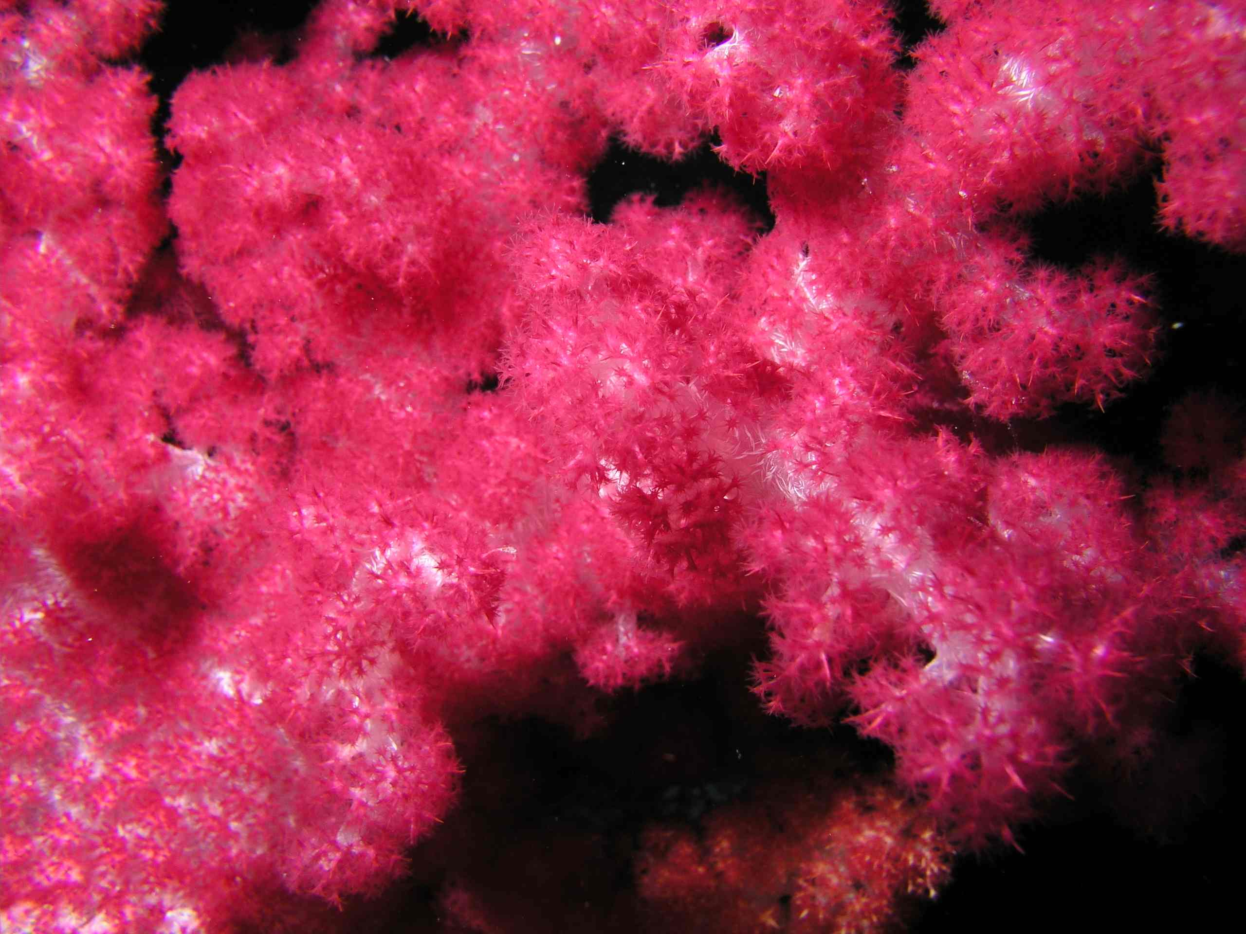 Soft Coral