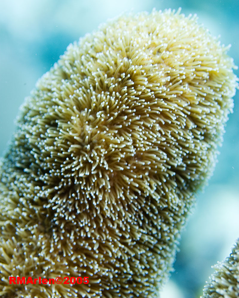 Soft Coral