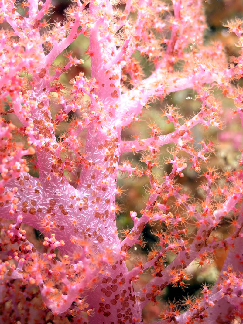 Soft coral