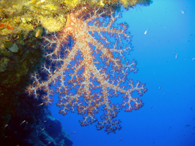 Soft Coral