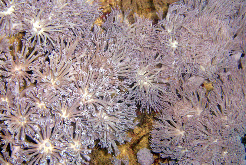 Soft Coral