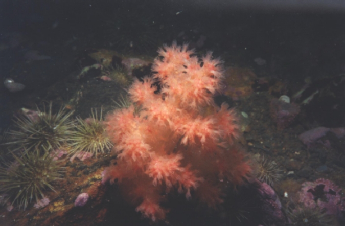 Soft Coral