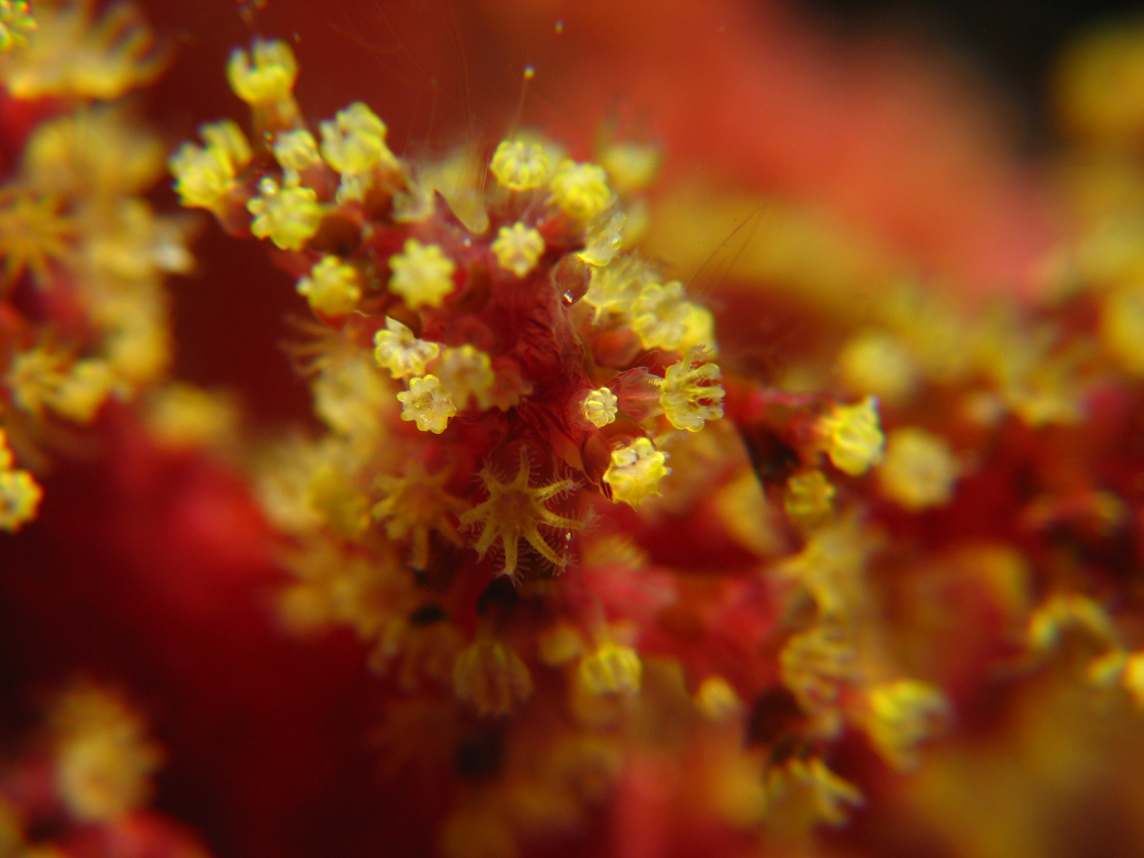 Soft Coral