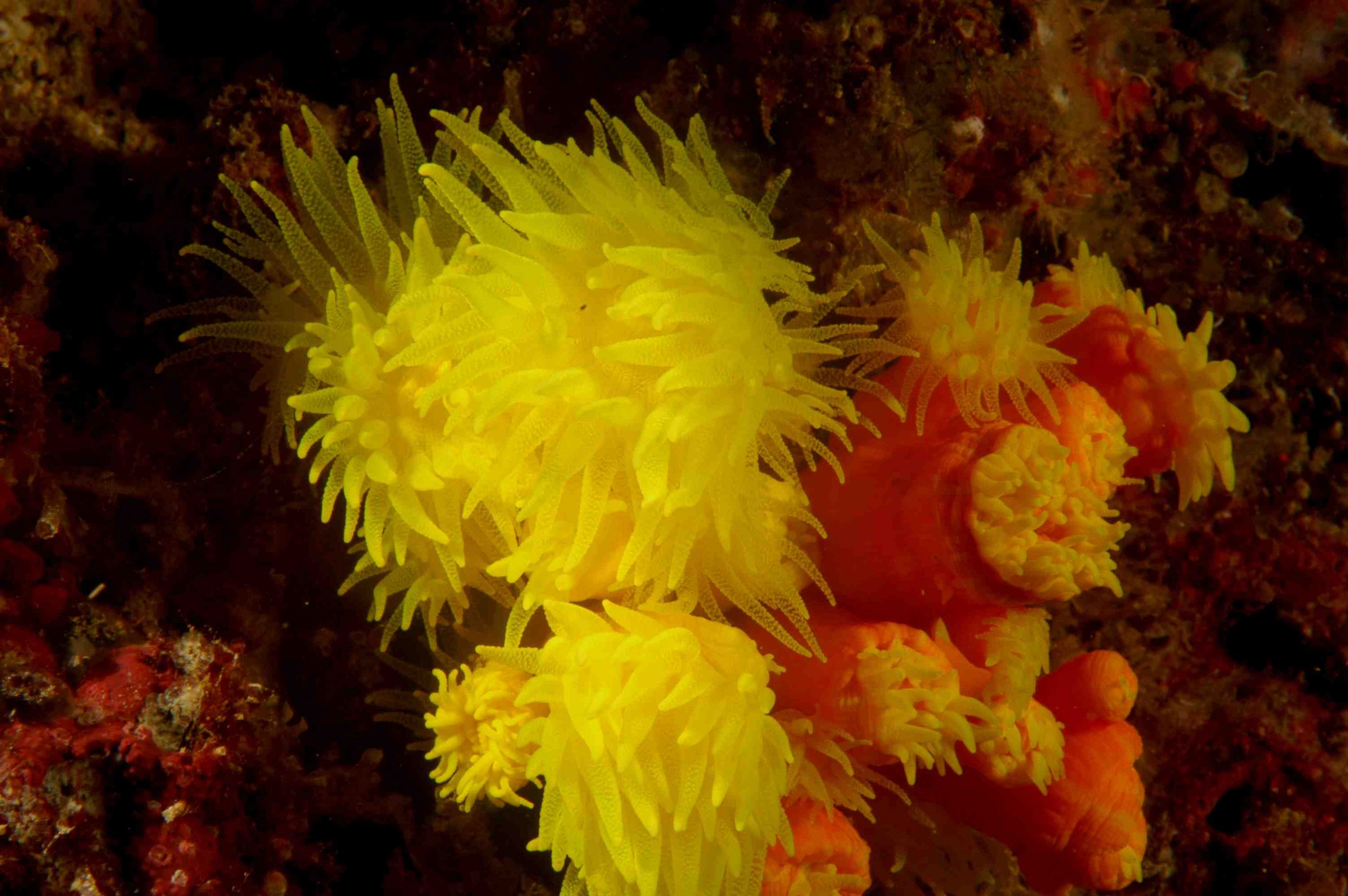 soft coral