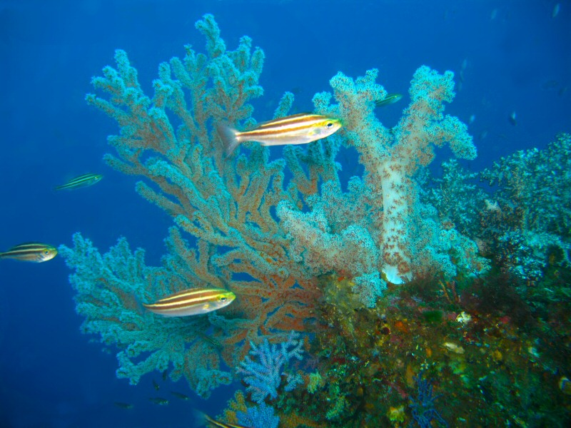 soft coral