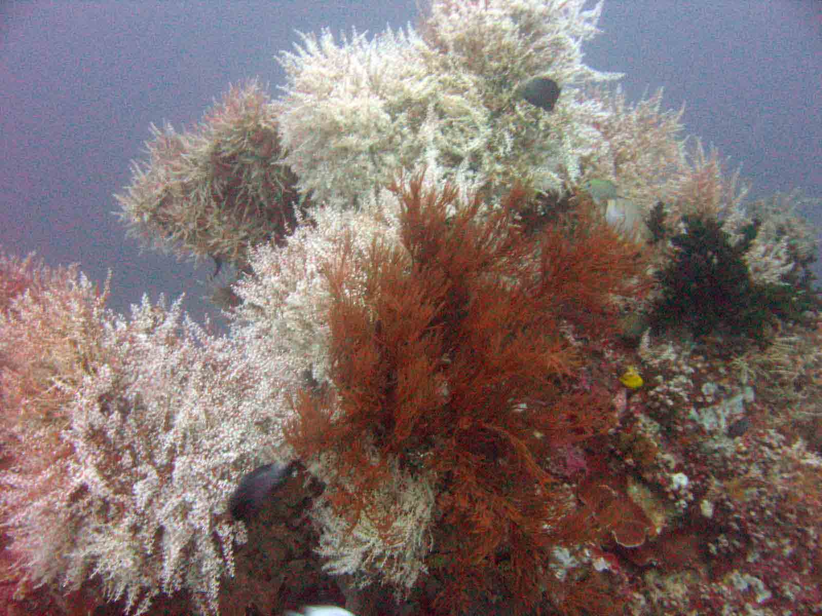 soft-corals-at-bahura-ligpo