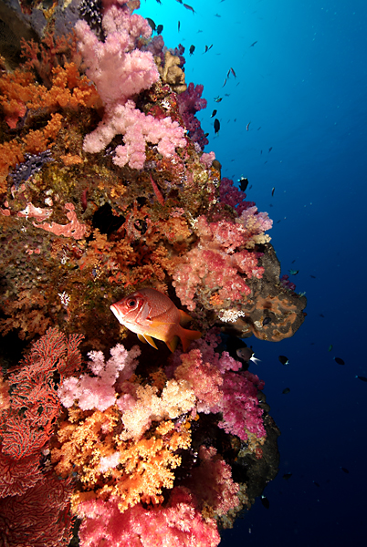 Soft Corals Palau