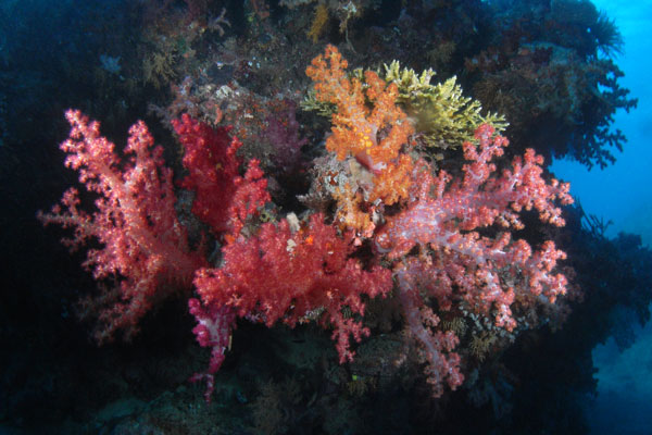 Soft Corals