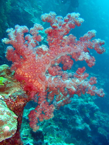 Soft Corals