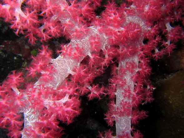 Soft PinkCoral