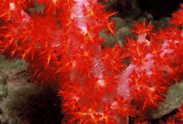 Soft-red-coral-Palau