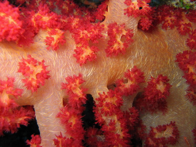 Soft Red Coral