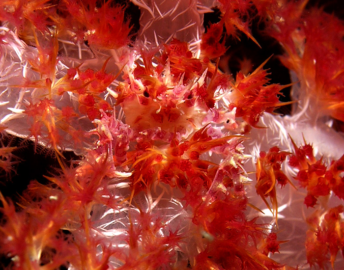 Soft Tree Coral Crab