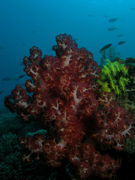 Soft Tree Coral