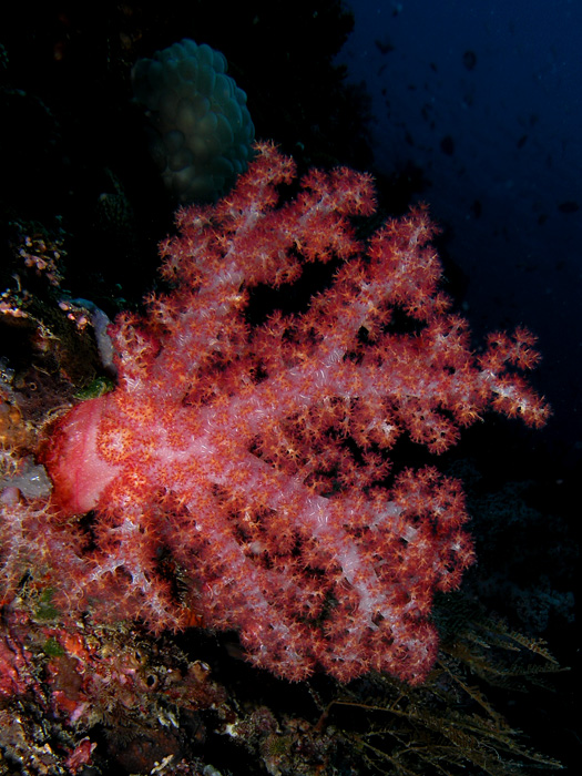 Soft Tree coral