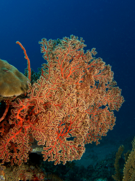 Soft tree coral