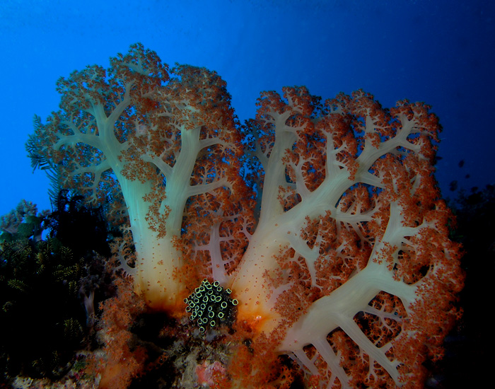 Soft Tree Corals